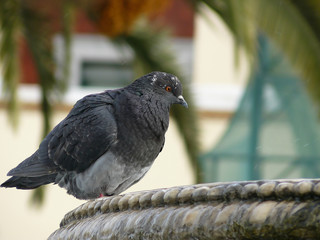 Pigeon