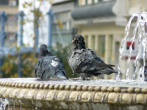 wet pigeons