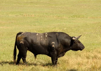 Printed kitchen splashbacks Bullfighting A real black bull of bullfight in field