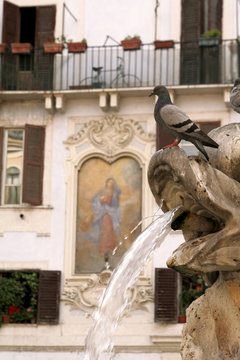 Fontanacon piccione,roma