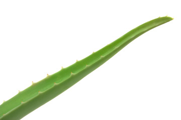 foglia aloe