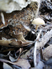 Seta en el bosque