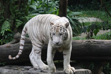white tiger