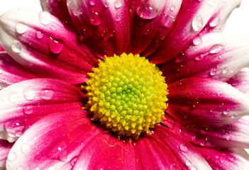 Closeup of pink daisy-gerbera with water drops