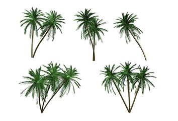 palm trees - obrazy, fototapety, plakaty