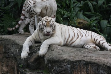 white tiger 3