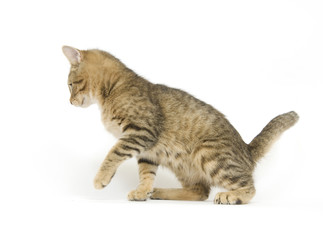 Tabby kitten ready to pounce
