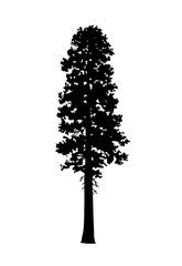 Incense Cedar Tree Silhouette