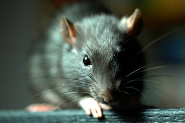 Ratte Stock Photos And Royalty Free Images Vectors And