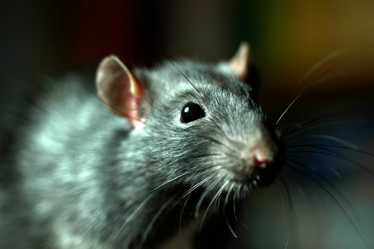Ratte
