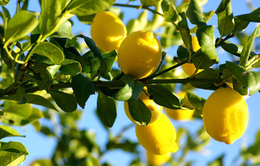 Naklejka premium Lemons growing on lemon tree.