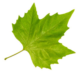 brightly green maple leaf