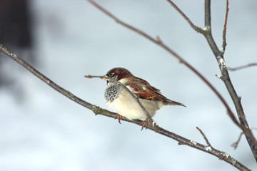 Small sparrow sitting on a branch