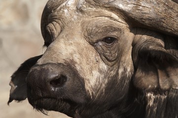 Cape Buffalo