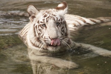 White Tiger