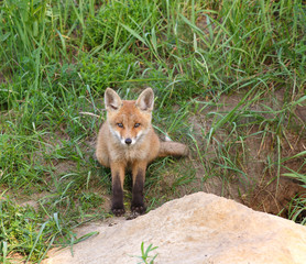 Red Fox ( Vulpes vulpes )