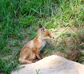 Red Fox ( Vulpes vulpes )