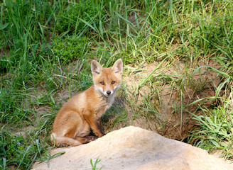 Red Fox ( Vulpes vulpes )