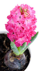 flower pot -  hyacinth