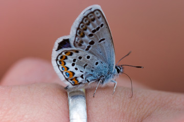 the butterfly sitting on a man's ring, close-up
