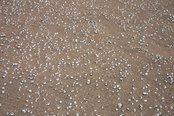 Snail shells in the volcanic sand in La Graciosa, Canary Islands