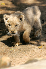 Obraz premium White Lion Cub