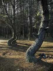 on background direct forest pines - zigzag  pines