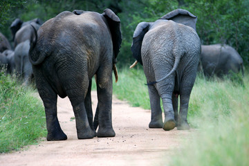 Fototapeta premium African Elephant