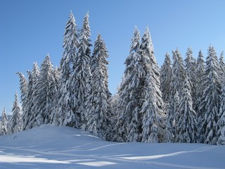 Baumgruppe im Schnee