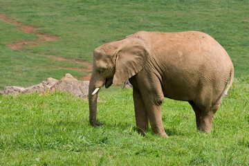 Naklejka na ściany i meble African elephant on grass background. Shallow DOF