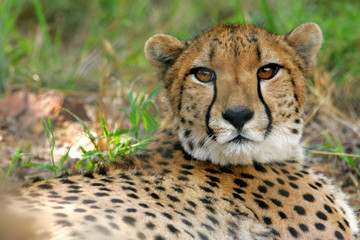 Cheetah