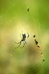Orb Spider
