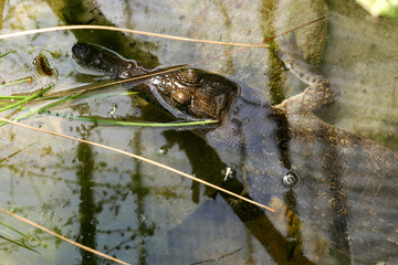 Fresh Water Crocodile