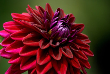Farbe der Liebe