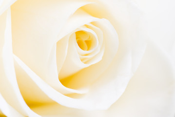 A beautiful white rose
