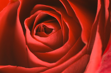 Obraz na płótnie Canvas beautiful red rose