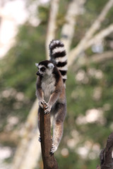 Ring tailed lemur on a pole in Madagascar
