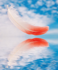 Flamingo feather against blue sky reflected in water