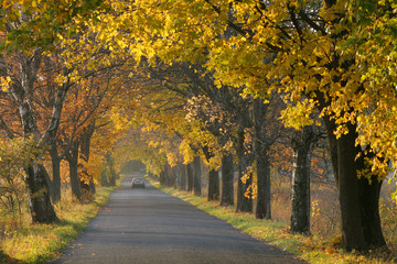 Fototapeta na wymiar Autumn road.