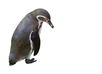 Trauriger Pinguin