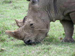 Rhino Grazing