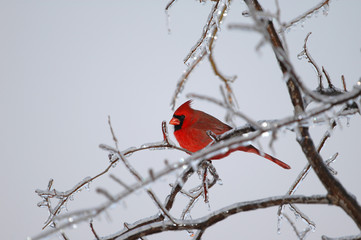 The northern cardinal holds the record for popularity 