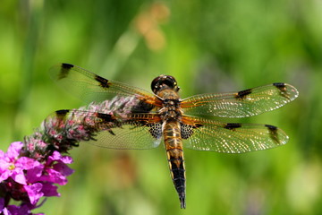Vierfleck- Libelle