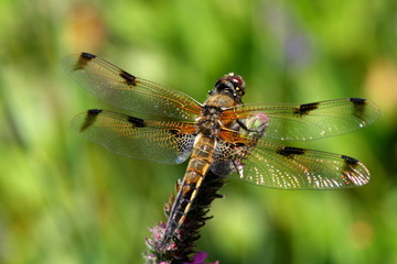 Vierfleck- Libelle