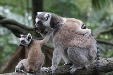 lemur family