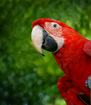 Green wing macaw or parrot bird on green tree background