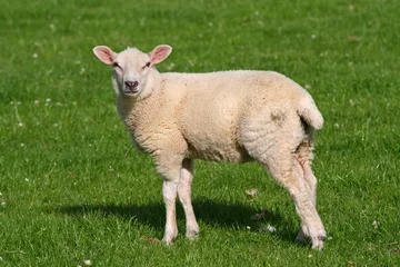 Photo sur Plexiglas Moutons agneau gallois
