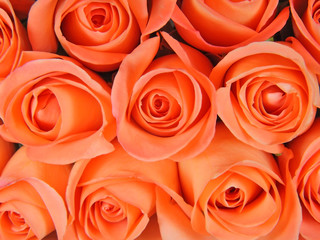 Background from coral roses