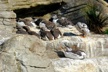a gaggle of sea birds perched on a rock ledge