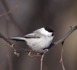Coal Tit on the branch. Russia, Voronezh area.